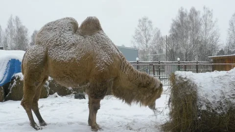 A two-humped camel stands in the snow and chews hay. Stock Footage 143321591