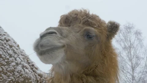 A two-humped camel stands in the snow and chews hay. Stock Footage 143321603
