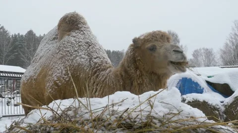 A two-humped camel stands in the snow and chews hay. Stock Footage 143321646
