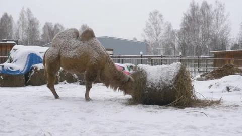 A two-humped camel stands in the snow and chews hay. Stock Footage 143321675