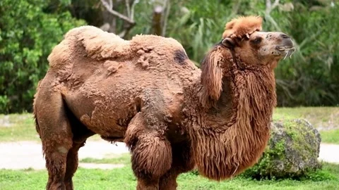 Two Humped Camel In Summer Coat Video stock 329845453