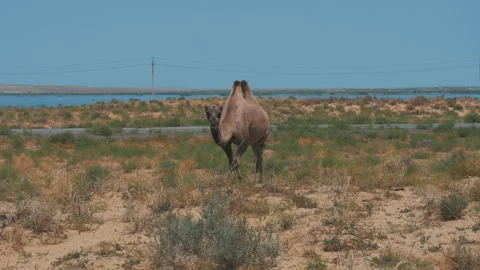 Two-humped camel in the wild Stock Footage 247482002
