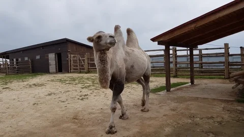 Two-humped camel at the zoo Stock-Footage 95797719