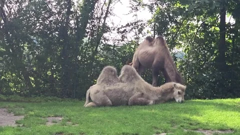 Two-humped camels (Bactrian camels) in a green enclosure in front of dense bu Stock Footage 327084408
