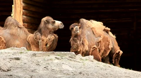 Two-humped camels Stock Footage