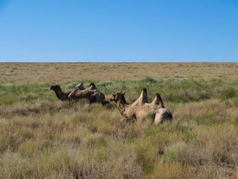 Two-humped camels 库存照片