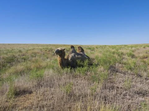 Two-humped camels 库存照片