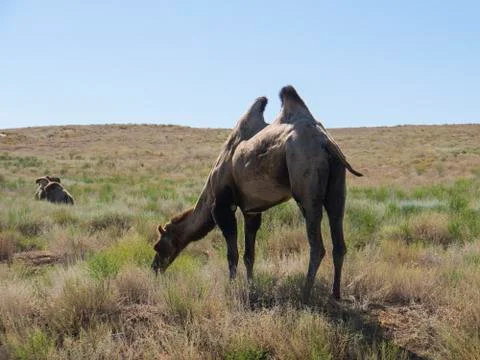 Two-humped camels Stock Photos
