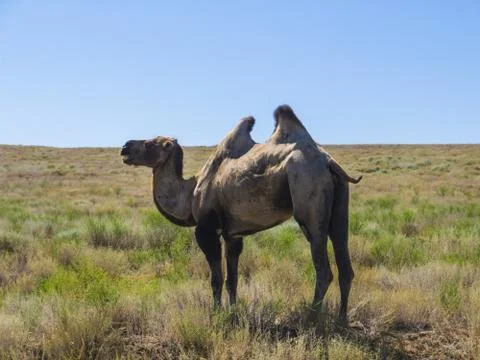 Two-humped camels Stock Photos