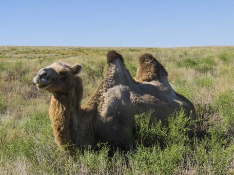 Two-humped camels Stock Photos