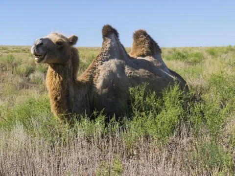Two-humped camels Stock Photos