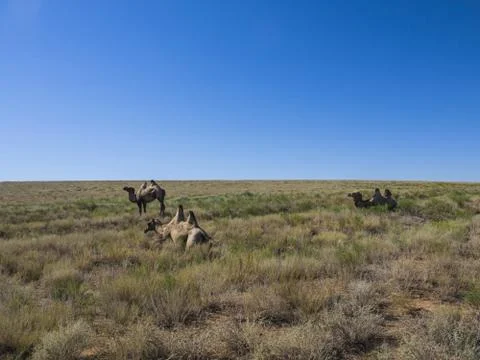 Two-humped camels 库存照片