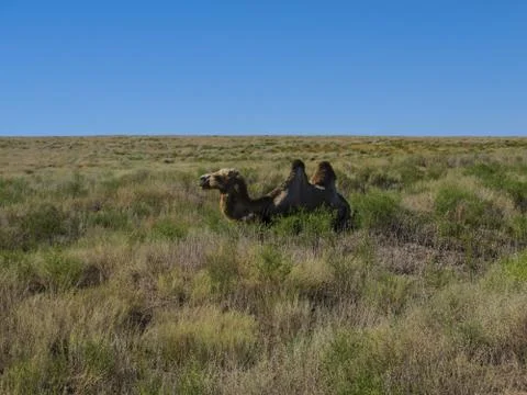 Two-humped camels 库存照片