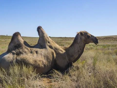 Two-humped camels 库存照片