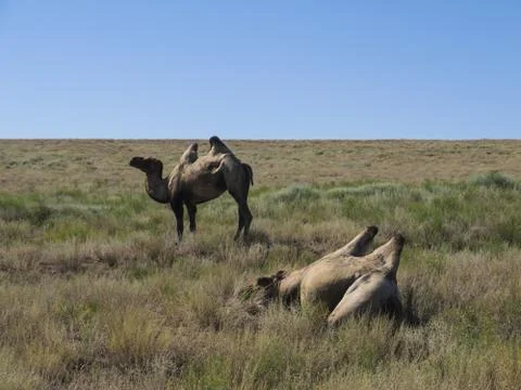 Two-humped camels Stock Photos