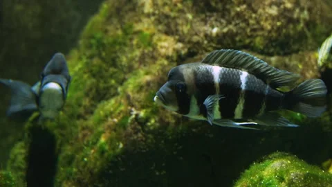 Two Humphead cichlid fish Video stock 258077390