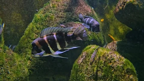 Two Humphead cichlid fish Stock Footage 261438270