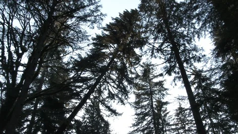 Two Hundred Foot Tree Falling Through Forest Stock Footage 105112407