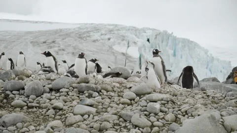 Two hungry and small penguin chicks begging mum for food Vídeos de archivo 245134918