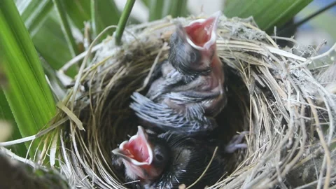 Two hungry baby birds waiting for mother feeding in the nest. Stock Footage