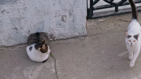 Two hungry cats are waiting for fishermen's catch Video stock 86290385
