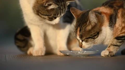 Two hungry cats drinking milk from same plate Видео 252492354