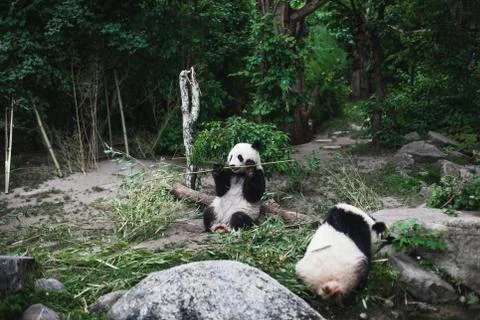 Two Hungry giant panda bear Ailuropoda melanoleuca eating bamboo leaves lying Stock Photos