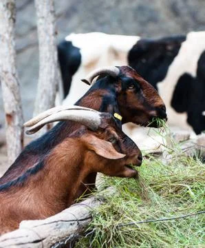 Two hungry goats Stock Photos