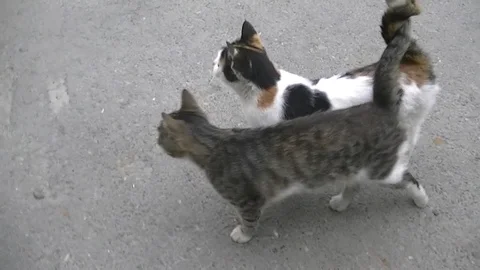 Two hungry kittens are asked to eat Stock Footage 95396687