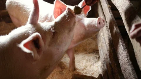 Two hungry pigs on a pigsty background, on a farm, indoors, real time, natural l Stock Footage 98503120