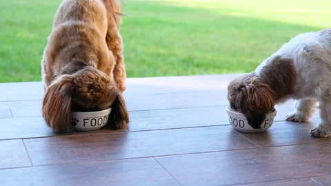 Two hungry Shih Tzu eat dry diet food bowls. 動画素材 159794841