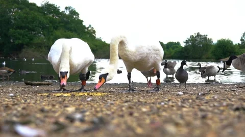 Two Hungry Swans Feed and Various Birds Behind on Pond Stock Footage 170660891