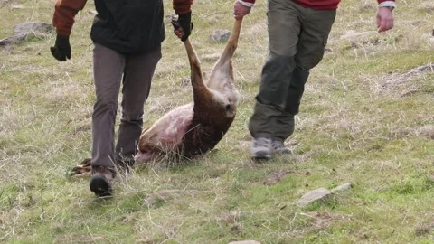 Two hunters drag a dead deer 스톡 동영상 330918729