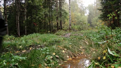 Two hunters go through dense autumn forest, hunting grounds, wetland, dirty Stock Footage 132724785
