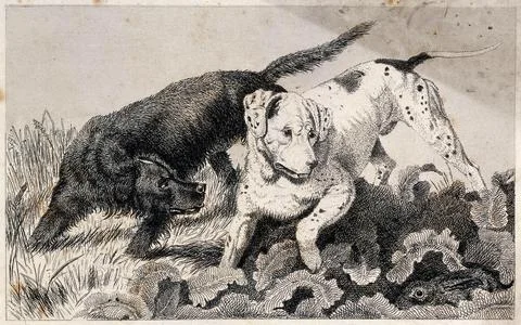 Two hunting dogs chasing a hare that is hiding in the grass. Etching. Stock Illustration