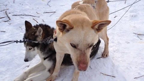 Two huskies await a trek in the snow Stock Footage 114626063