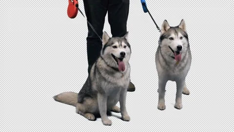Two huskies dogs with owner, alpha channel included Video stock 318677907