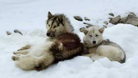 Two huskies resting on a snowy landscape Stock Footage 113269039