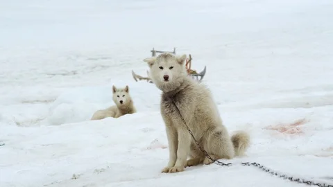 Two huskies tied to chain leashes sitting on a snowy landscape Stock Footage 113268901