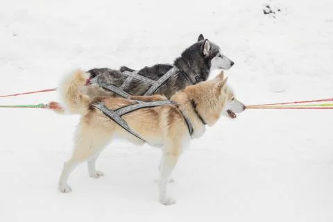 Two husky dogs are pulling a sled in the snow Stock-Fotos