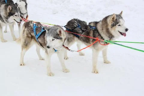 Two husky dogs are pulling a sled in the snow Stock Photos