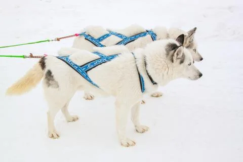 Two husky dogs are pulling a sled in the snow Foto stock