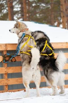 Two husky dogs, back view Stock Photos