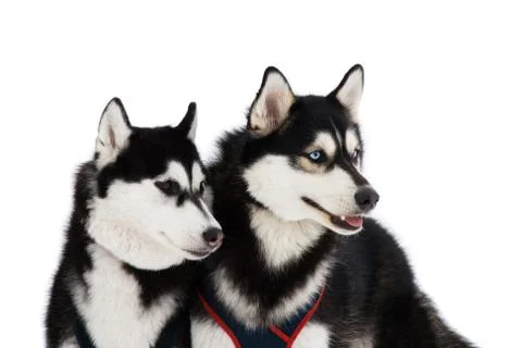 Two husky dogs Stock Photos