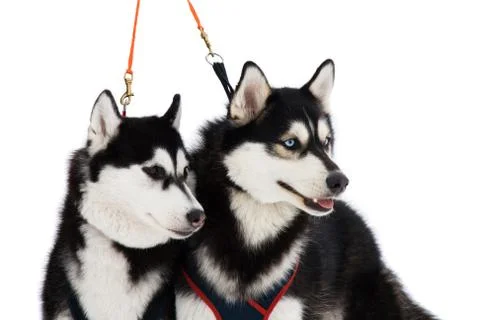 Two husky dogs Foto stock
