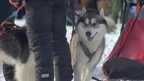 Two husky on a leash bark Stock Footage 115842026