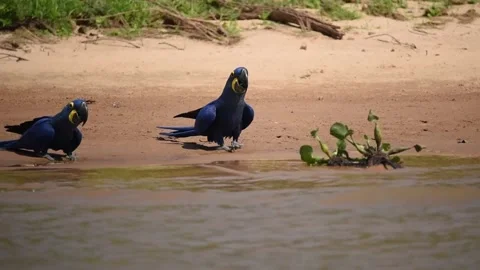 Two Hyacinth Macaws drinking water on a river bank Stock Footage 160930364