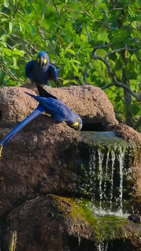 Two Hyacinth Macaws Drinking from a Waterfall in the Wild Stock Footage 346776007