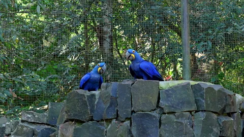 Two Hyacinth Macaws perched on a stone wall in a bird park in Brazil Stock Footage 343695211