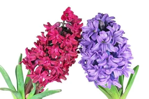 Two hyacinth Stock Photos